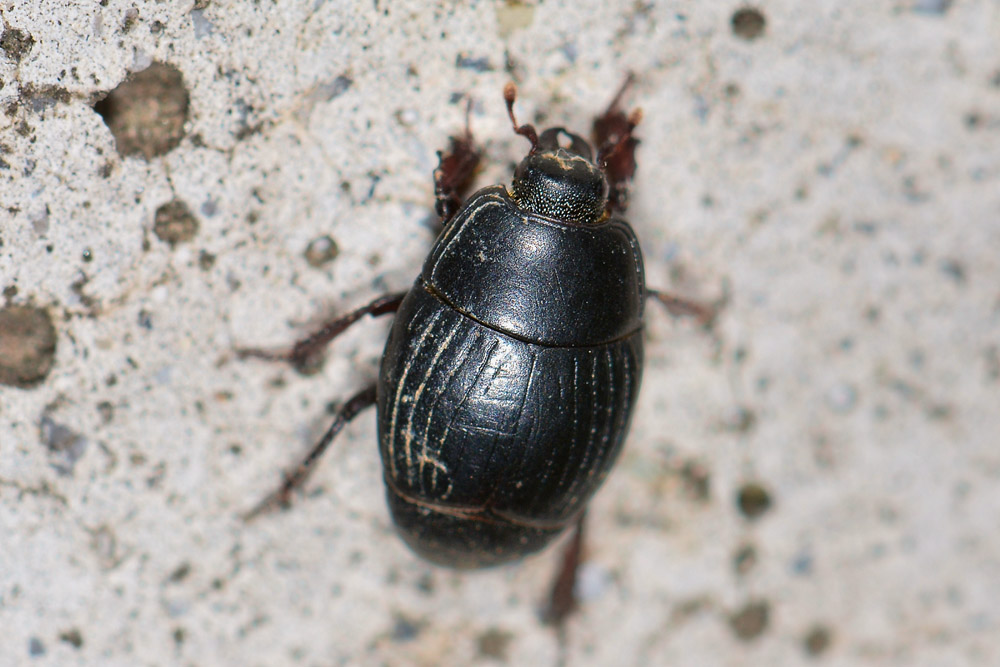 Histeridae: Hister lugubris ab. jadrensis